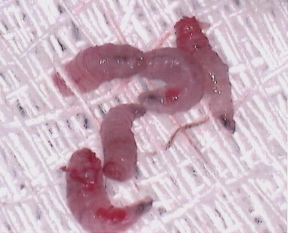Maggots Taken From the Ear Canal